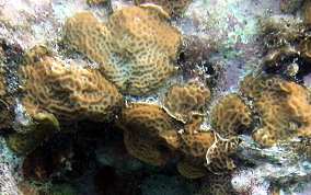 Lettuce Coral - Agaricia spp. 