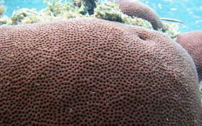 Massive Starlet Coral