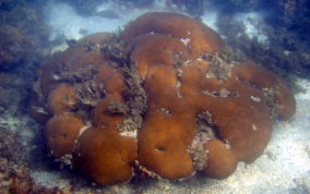 Massive Starlet Coral - Siderastrea siderea