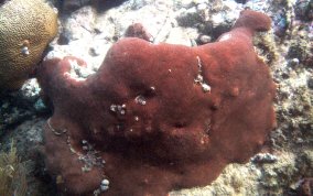 Massive Starlet Coral - Siderastrea siderea