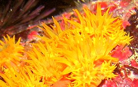 Orange Cup Coral -  Tubastraea coccinea 