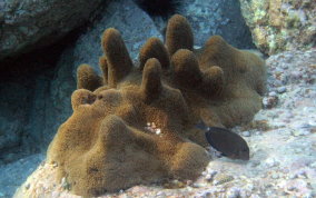 Pillar Coral - Dendrogyra cylindrus