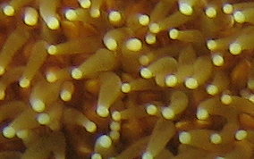 Pillar Coral - Dendrogyra cylindrus