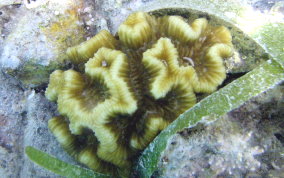 Rose Coral