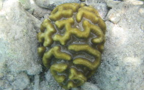 Rose Coral - Manicina areolata