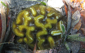 Rose Coral - Manicina areolata