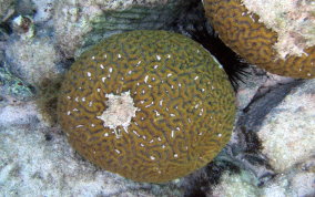 Rough Star Coral
