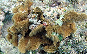 Scaled Lettuce Coral - Agaricia agaricites forma danai