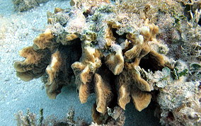 Scaled Lettuce Coral - Agaricia agaricites forma danai