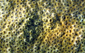 Smooth Star Coral - Solenastrea bournoni