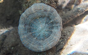 Solitary Disk Coral - Scolymia cubensis/wellsi