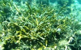 Staghorn Coral - Acropora cervicornis