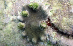Ten Ray Star Coral