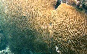 Symmetrical Brain Coral