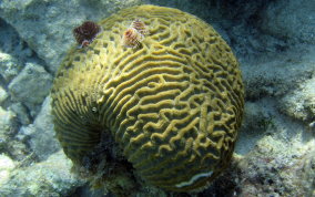 Symmetrical Brain Coral - Diplora strigosa 