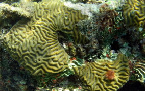 Symmetrical Brain Coral - Diplora strigosa 