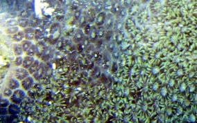 Ten Ray star Coral - Madracis decactis