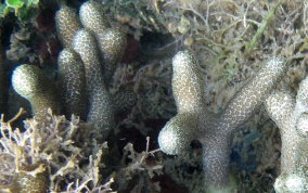 Thin Finger Coral -  Porites divaricata
