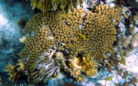 Yellow Pencil Coral - Madracis mirabilis