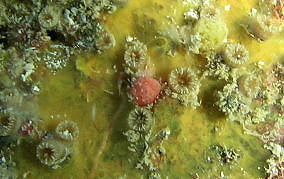 Speckled Cup Coral