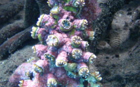 Hidden Cup Coral - Phyllangia americana