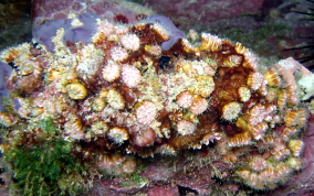 Hidden Cup Coral - Phyllangia americana