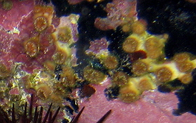Lesser Speckled Cup coral