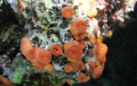Orange Cup Coral -  Tubastraea coccinea 