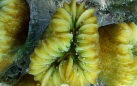 Smooth Flower Coral - Eusmilia fastigiata