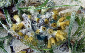 Tube Coral - Cladocora arbuscula