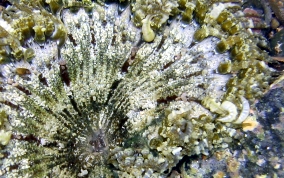 Beaded Sea Anemone - Epicystis crucifer