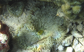 Beaded Sea Anemone - Epicystis crucifer