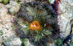 Beaded Anemone - Epicystis crucifer