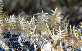 Branching Hydroid - Sertularella spp.