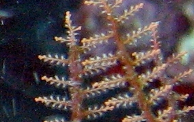 Branching Hydroid - Sertularella spp.