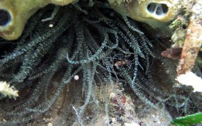 Corkscrew Sea Anemone - Bartholomea annulata