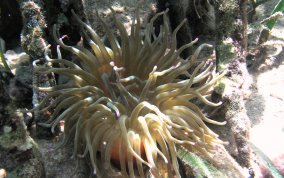 Giant Sea Anemone - Condylactus gigantea