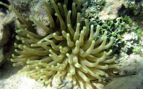 Giant Sea Anemone - Condylactus gigantea