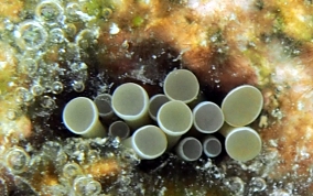 Hidden Anemone - Lebrunia coralligens