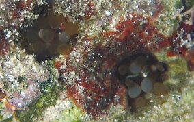 Hidden Anemone - Lebrunia coralligens