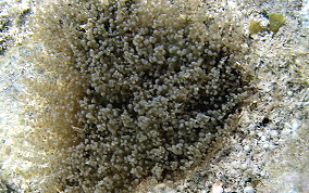 Knobby Sea Anemone - Ragactis lucida