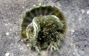 Mangrove Upsidedown Jellyfish - Cassiopea xamachana