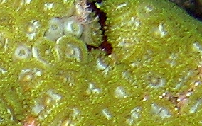 Mat Zoanthid - Zoanthus pulchellus