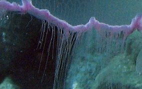 Moon Jellyfish - Aurelia aurita