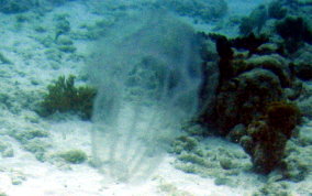 Comb Jelly - Sea Walnut- Mnemiopsis mccradyi