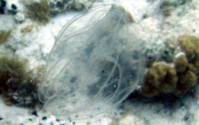Comb Jelly - Sea Walnut- Mnemiopsis mccradyi