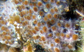 Sponge Zoanthid