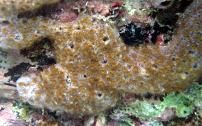 Sponge Zoanthid