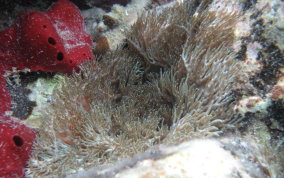 Stinging Sea Anemone - Lebrunia danae
