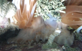 Stinging Sea Anemone - Lebrunia danae